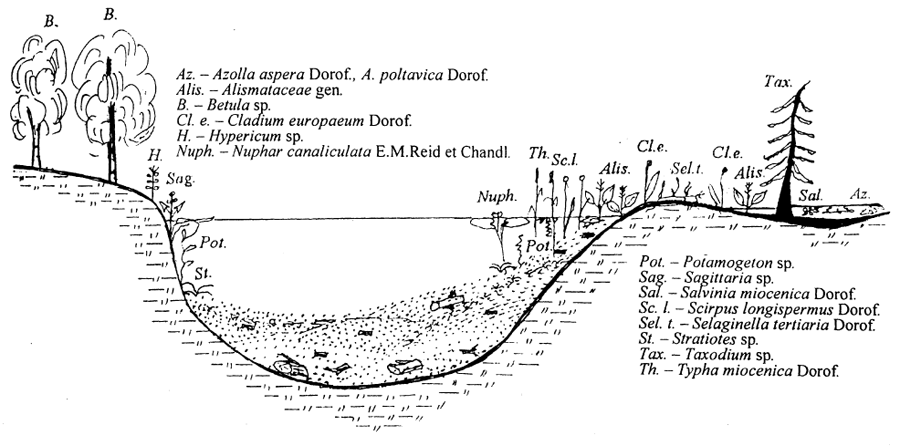 Реконструкция местообитания и состава растительности водно-болотной палеоэкосистемы Малешев бурносского времени в конце среднего миоцена.
