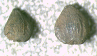 URTICACEAE Boehmeria Jacq. (?)Boehmeria majuskula T.V. Jakub.