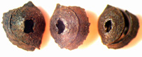 Potamogetonaceae. Potamogeton L. Potamogeton firmicarpus T.V. Jakub.