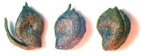 Potamogetonaceae. Potamogeton L. Potamogeton palaeorutilus T.V. Jakub.